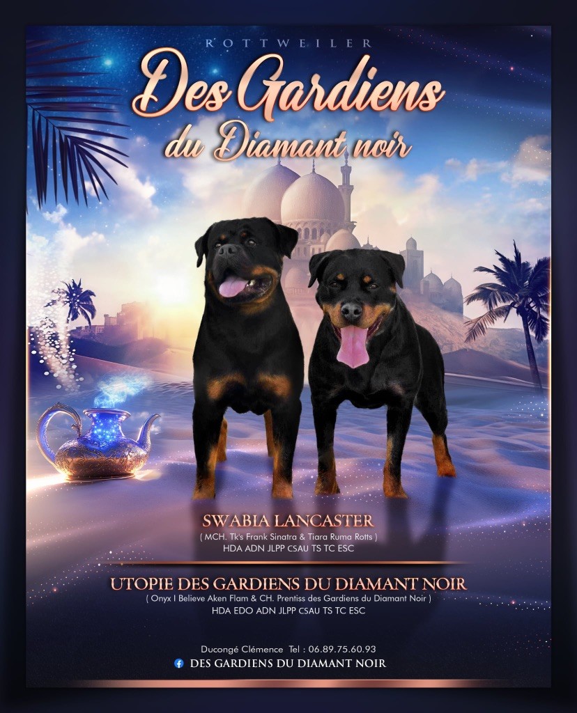 Bientôt des chiots n?hésitez pas ! 