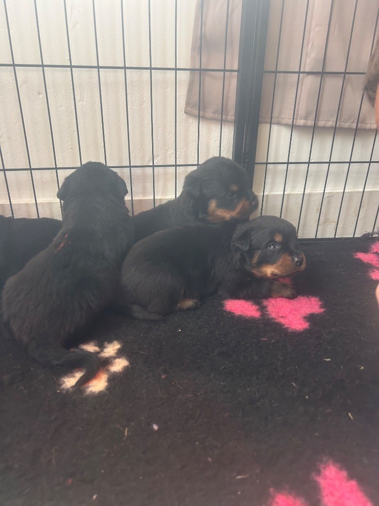 Déjà 3 semaines nos bébés 