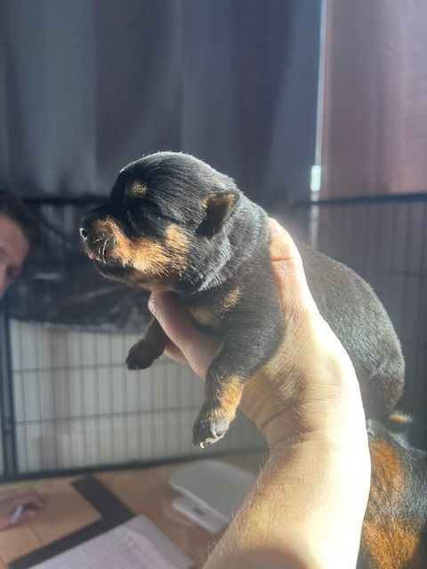 Des Gardiens Du Diamant Noir - Chiots disponibles - Rottweiler