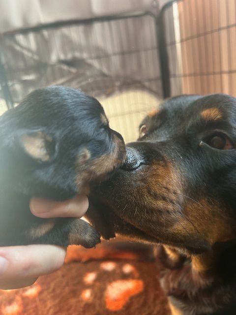 Des Gardiens Du Diamant Noir - Chiots disponibles - Rottweiler