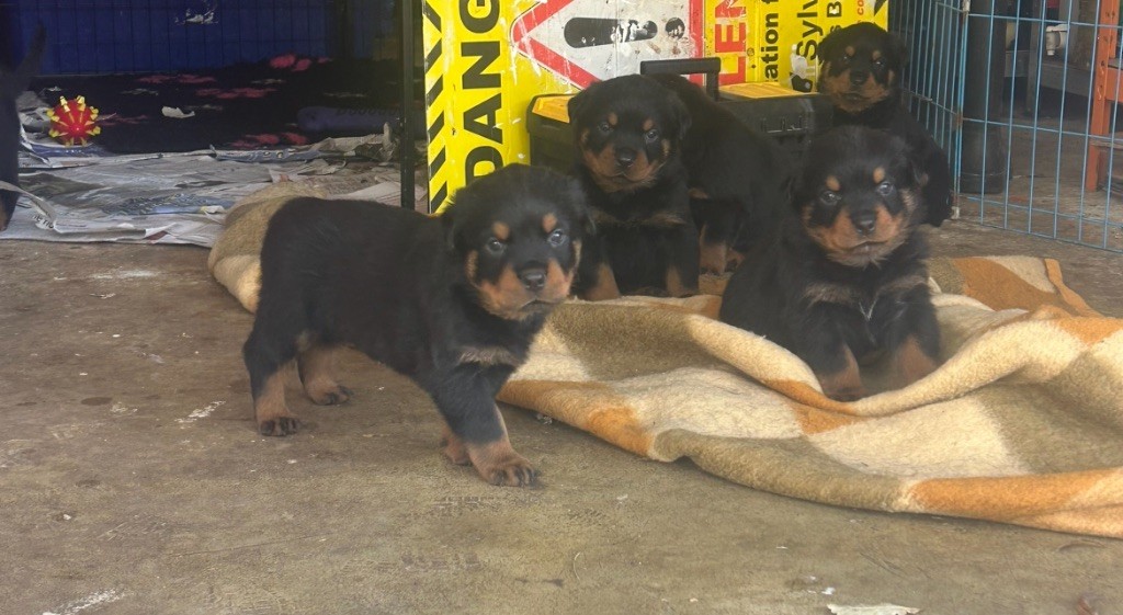 Des Gardiens Du Diamant Noir - Chiots disponibles - Rottweiler