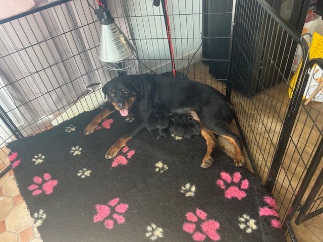 Des Gardiens Du Diamant Noir - Rottweiler - Portée née le 07/10/2025