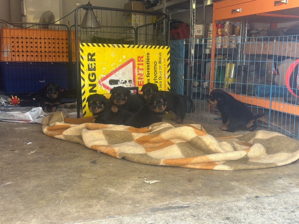 Chiot Rottweiler Des Gardiens Du Diamant Noir