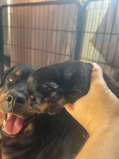 Des Gardiens Du Diamant Noir - Chiots disponibles - Rottweiler